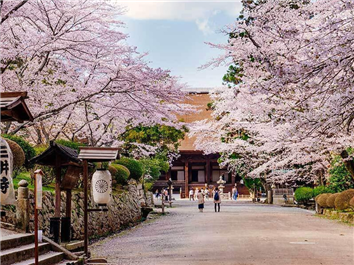 Four Seasons Information: Cherry Blossoms, Fireworks, Red Leaves, Winter Snow